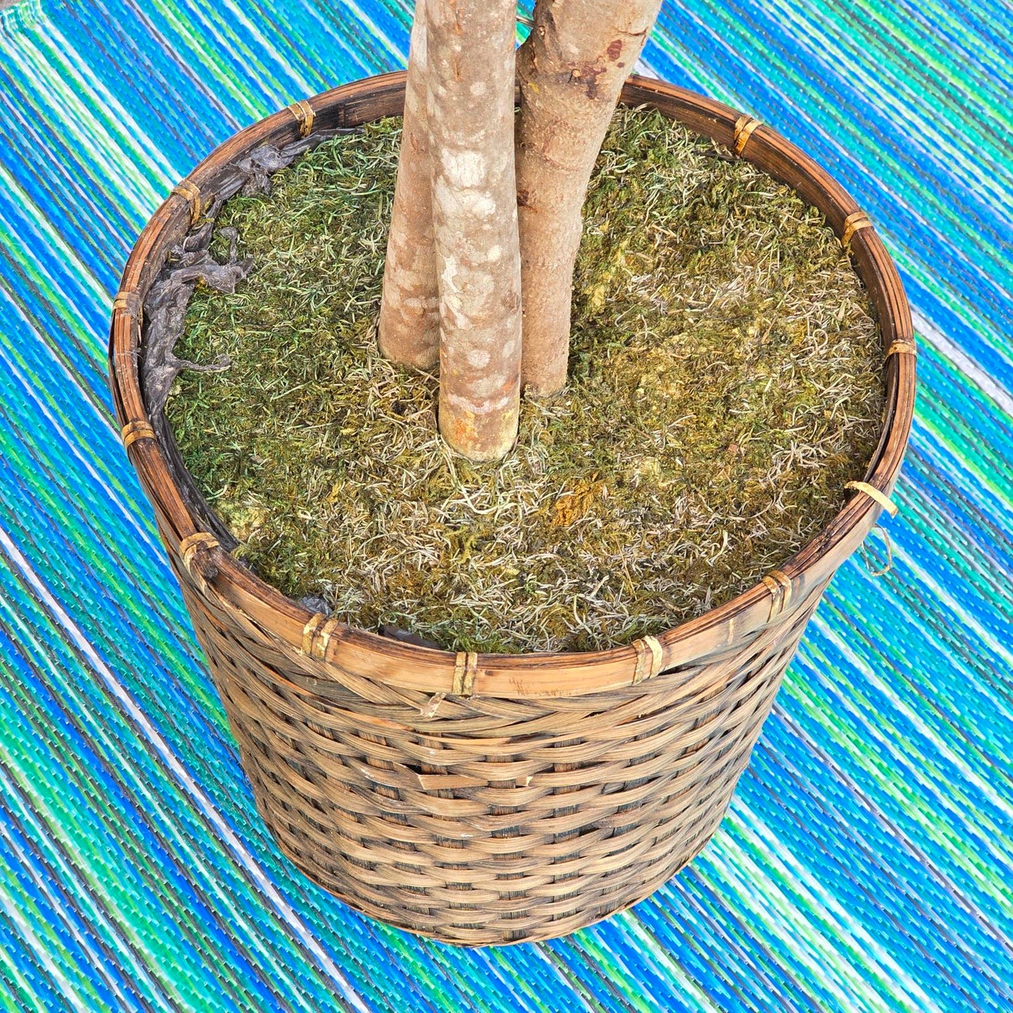 Fabulous Faux Ficus Tree- 7ft+