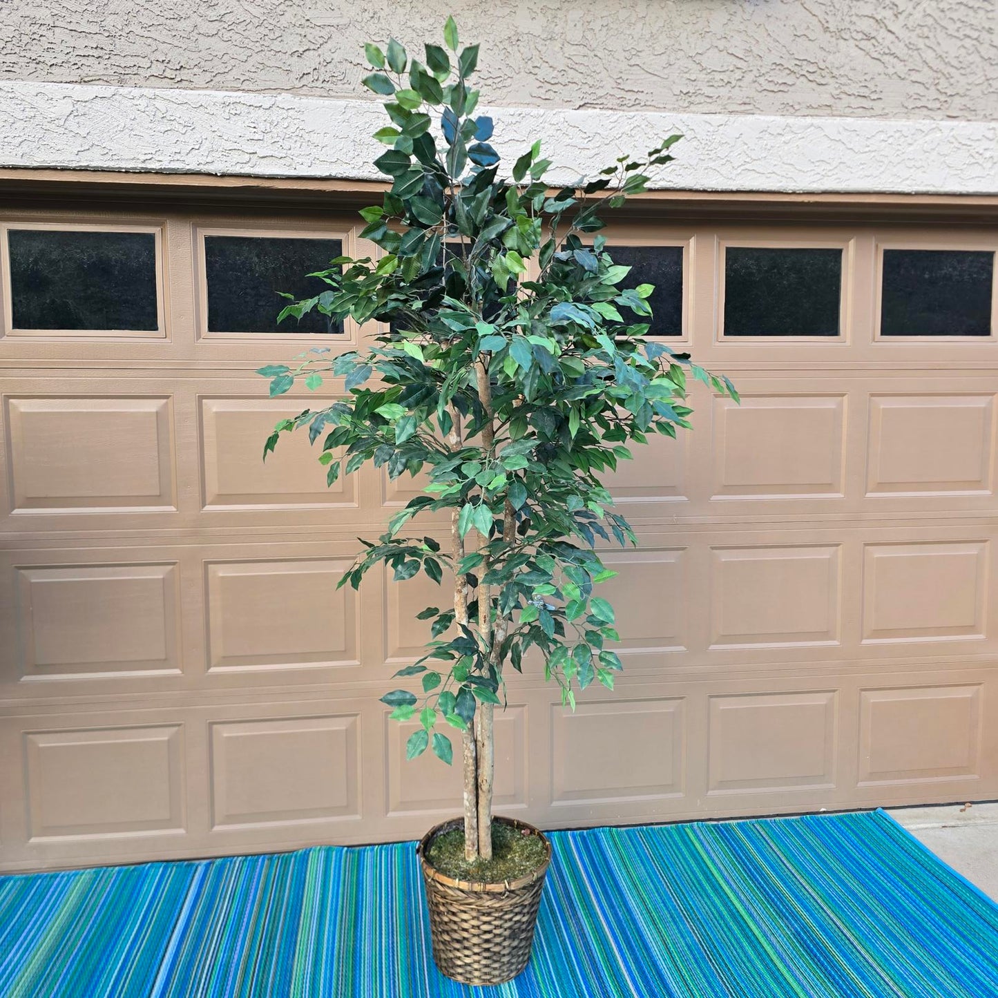 Fabulous Faux Ficus Tree- 7ft+