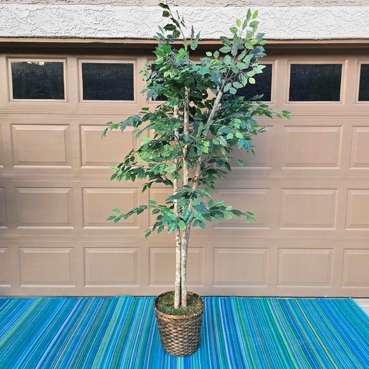 Fabulous Faux Ficus Tree- 7ft+
