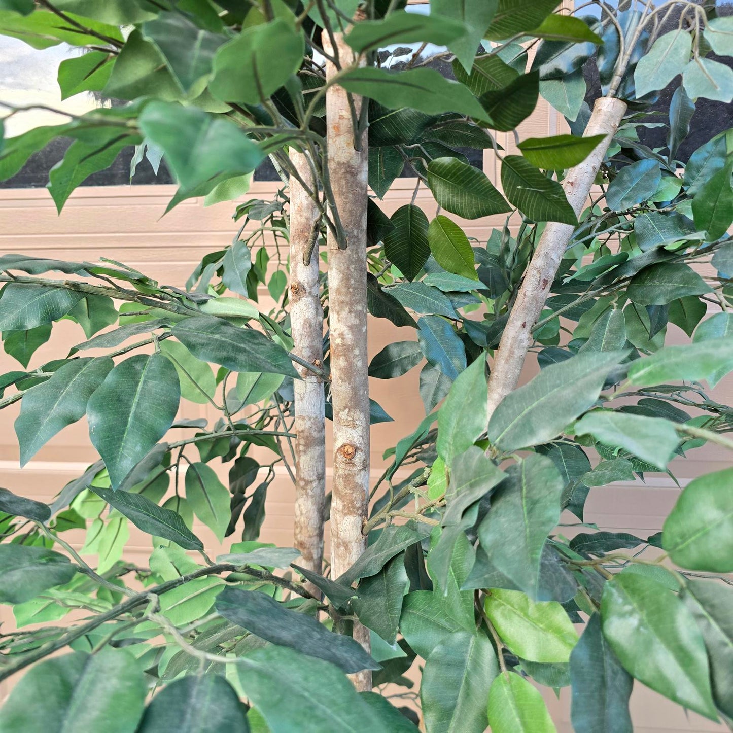 Fabulous Faux Ficus Tree- 7ft+