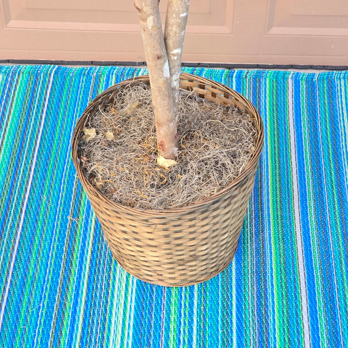 Fabulous Faux Ficus Tree- 6ft